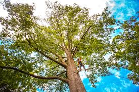 Best Firewood Processing and Delivery  in Show Low, AZ